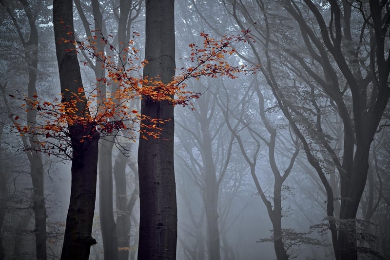 Forest Foliage